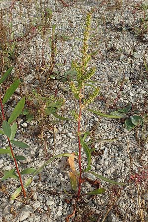 Rumex maritimus \ Ufer-Ampfer / Golden Dock, D Biblis 20.10.2018