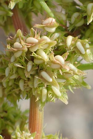 Rumex maritimus \ Ufer-Ampfer / Golden Dock, D Biblis 20.10.2018