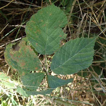 Rubus mollis \ Weiche Haselblatt-Brombeere / Soft Bramble, D Sachsenheim-Häfnerhaslach 11.9.2019