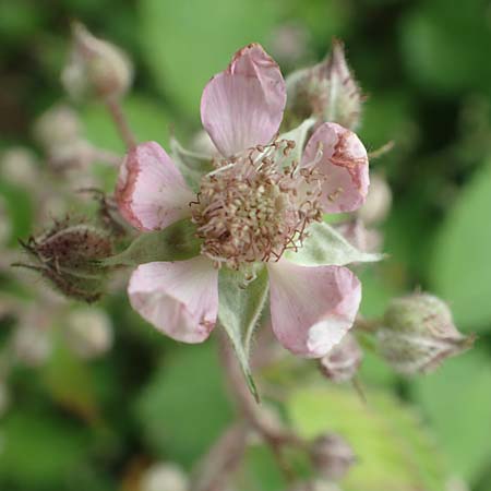 Rubus spec9 ? \ Haselblatt-Brombeere, D Salmünster Mühlwiese 20.6.2020