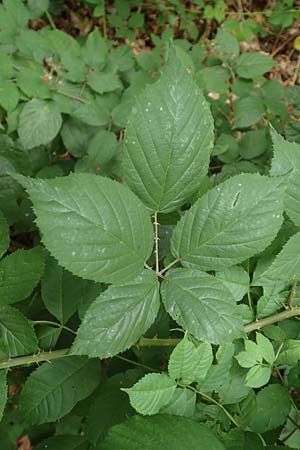 Rubus macrophyllus \ Breitblttige Brombeere / Large Leaved Bramble, D Herne 28.7.2020