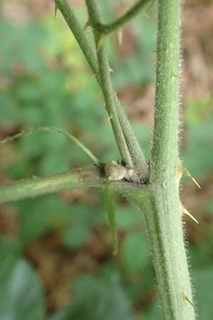 Rubus macrophyllus \ Breitblttige Brombeere / Large Leaved Bramble, D Herne 28.7.2020