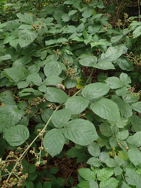 Rubus macrophyllus \ Breitblttige Brombeere / Large Leaved Bramble, D Herne 28.7.2020