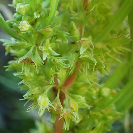 Rumex maritimus \ Ufer-Ampfer / Golden Dock, D Schwarzenborn 8.9.2020