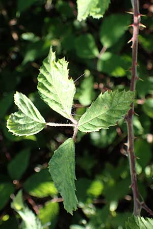 Rubus amphimalacus \ Samtblttrige Brombeere, D Odenwald, Rimbach 21.8.2021