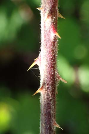 Rubus amphimalacus \ Samtblttrige Brombeere, D Odenwald, Rimbach 21.8.2021