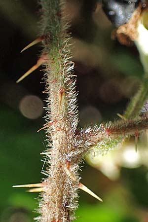 Rubus amphimalacus \ Samtblttrige Brombeere, D Odenwald, Rimbach 21.8.2021