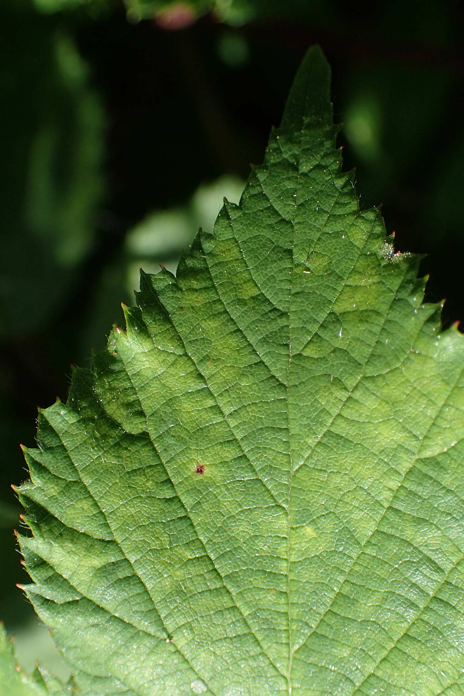 Rubus amphimalacus \ Samtblttrige Brombeere, D Odenwald, Rimbach 21.8.2021