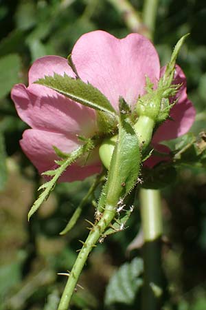 Rosa micrantha \ Kleinbltige Rose / Small-Flowered Sweet Briar, D Offenbach am Main 30.5.2023