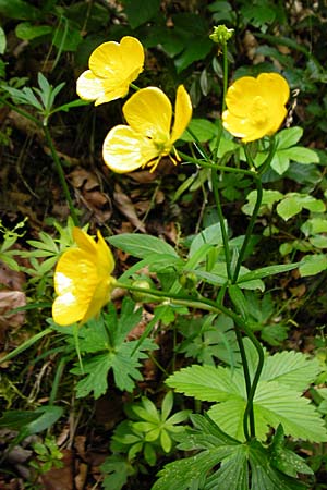 Ranunculus nemorosus \ Hain-Hahnenfu / Wood Buttercup, D Blaubeuren 2.6.2015