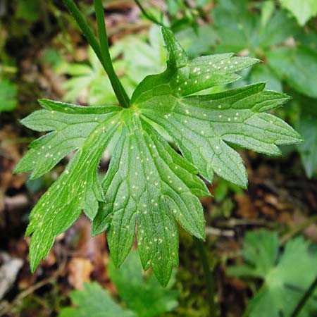 Ranunculus nemorosus \ Hain-Hahnenfu / Wood Buttercup, D Blaubeuren 2.6.2015