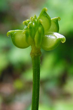 Ranunculus nemorosus \ Hain-Hahnenfu / Wood Buttercup, D Blaubeuren 2.6.2015