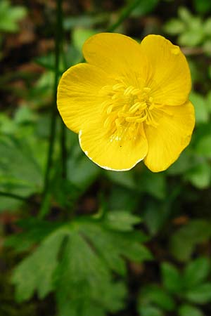 Ranunculus nemorosus \ Hain-Hahnenfu / Wood Buttercup, D Blaubeuren 2.6.2015