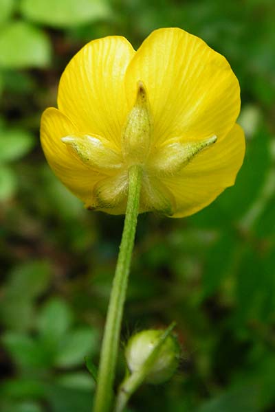 Ranunculus nemorosus \ Hain-Hahnenfu / Wood Buttercup, D Blaubeuren 2.6.2015