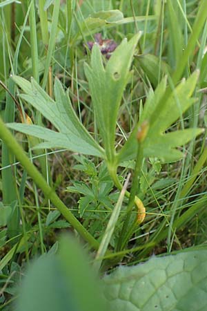 Ranunculus nemorosus \ Hain-Hahnenfu / Wood Buttercup, D Pfronten 28.6.2016