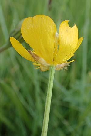Ranunculus nemorosus \ Hain-Hahnenfu / Wood Buttercup, D Pfronten 28.6.2016
