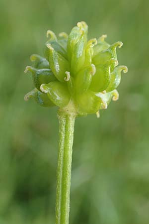 Ranunculus nemorosus \ Hain-Hahnenfu / Wood Buttercup, D Pfronten 28.6.2016