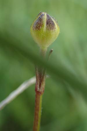 Ranunculus nemorosus \ Hain-Hahnenfu / Wood Buttercup, D Pfronten 28.6.2016