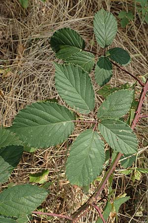 Rubus elegantispinosus \ Schlankstachelige Brombeere / Elegant-Spine Bramble, D Herne 27.7.2019