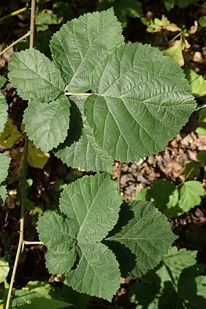 Rubus nemorosus \ Hain-Haselblatt-Brombeere / Wood Bramble, D Neuhof-Giesel 30.7.2019