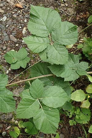 Rubus nemorosus \ Hain-Haselblatt-Brombeere / Wood Bramble, D Neuhof-Giesel 30.7.2019