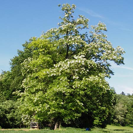 Robinia pseudoacacia \ Robinie / False Acacia, D Hemsbach 18.5.2015