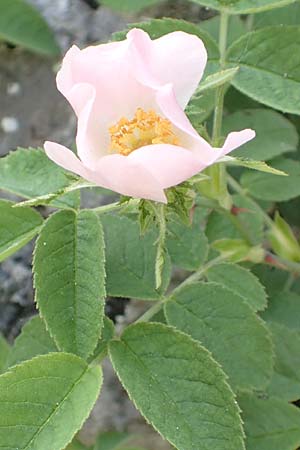 Rosa scabriuscula \ Kratz-Rose / Roughish Rose, D Fridingen 3.6.2015