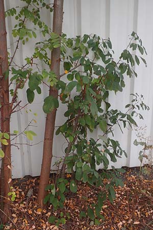 Robinia pseudoacacia \ Robinie / False Acacia, D Mannheim,  Friesenheimer Insel 13.10.2015