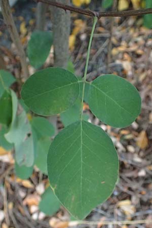 Robinia pseudoacacia \ Robinie / False Acacia, D Mannheim,  Friesenheimer Insel 13.10.2015