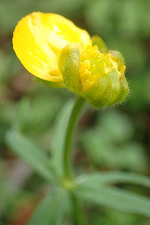 Ranunculus opimus \ Stattlicher Gold-Hahnenfu, Feister Gold-Hahnenfu / Portly Goldilocks, D Großwallstadt am Main 8.4.2017