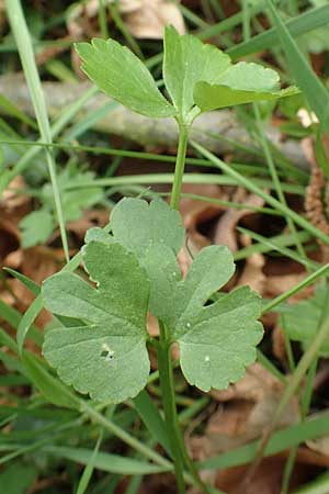 Ranunculus opimus \ Stattlicher Gold-Hahnenfu, Feister Gold-Hahnenfu / Portly Goldilocks, D Großwallstadt am Main 8.4.2017