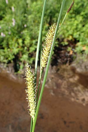 Carex rostrata \ Schnabel-Segge / Bottle Sedge, D Raubach 1.6.2019