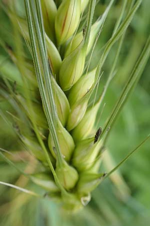Hordeum vulgare \ Brau-Gerste, Mehrzeilige Gerste / Six-Rowed Barley, D Aachen-Orsbach 13.6.2019