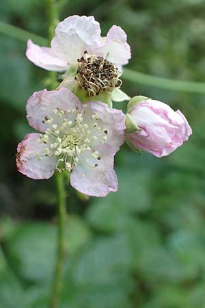 Rubus orthostachys \ Geradachsige Haselblatt-Brombeere / Straight-Axis Bramble, D Sachsenheim-Häfnerhaslach 11.9.2019