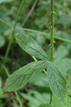 Rubus orthostachys \ Geradachsige Haselblatt-Brombeere / Straight-Axis Bramble, D Sachsenheim-Häfnerhaslach 11.9.2019