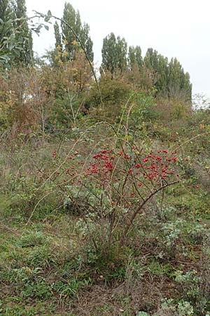 Rosa canina \ Hunds-Rose / Dog Rose, Wild Briar, D Mannheim 27.10.2019