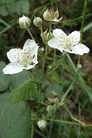 Rubus orthostachys \ Geradachsige Haselblatt-Brombeere / Straight-Axis Bramble, D Dautphetal-Herzhausen 22.6.2020