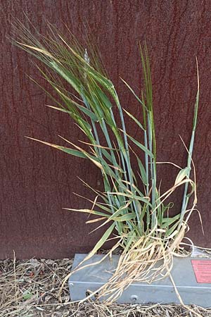 Hordeum vulgare, Brau-Gerste, Mehrzeilige Gerste