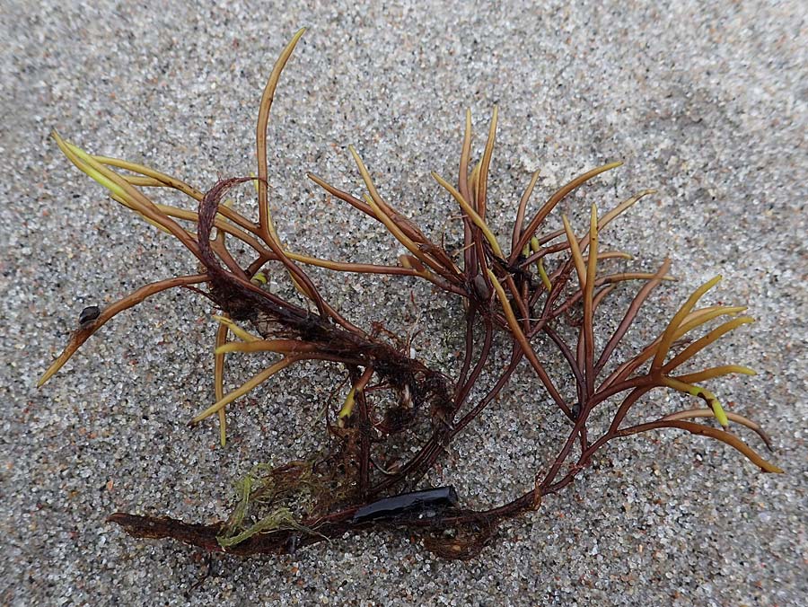 Dudresnaja verticillata ? \ Rot-Alge / Red Alga, D Hohwacht 13.9.2021