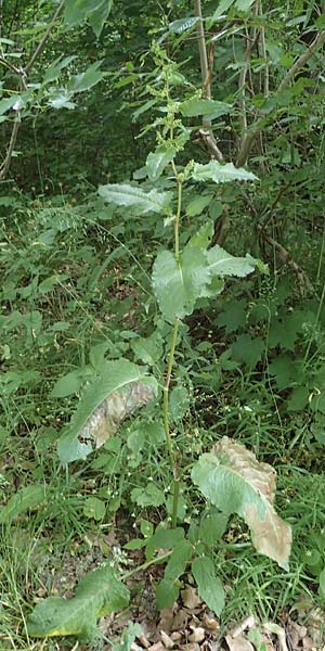 Rumex obtusifolius subsp. obtusifolius \ Stumpfblatt-Ampfer / Broad-Leaved Dock, D Thüringen, Erfurt 13.6.2022