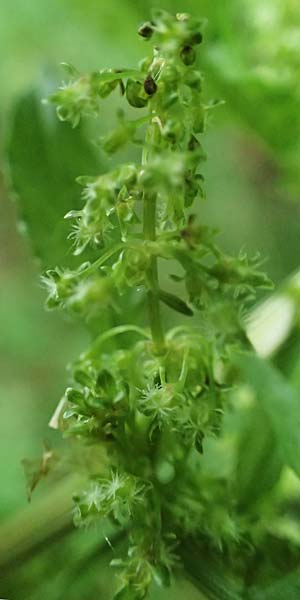 Rumex obtusifolius subsp. obtusifolius \ Stumpfblatt-Ampfer / Broad-Leaved Dock, D Thüringen, Erfurt 13.6.2022