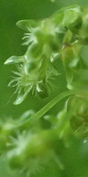 Rumex obtusifolius subsp. obtusifolius \ Stumpfblatt-Ampfer / Broad-Leaved Dock, D Thüringen, Erfurt 13.6.2022