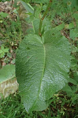 Rumex obtusifolius subsp. obtusifolius \ Stumpfblatt-Ampfer / Broad-Leaved Dock, D Thüringen, Erfurt 13.6.2022