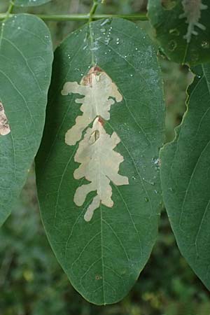 Robinia pseudoacacia \ Robinie / False Acacia, D Jugenheim an der Bergstraße 10.9.2025
