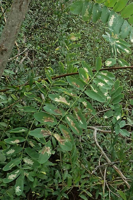 Robinia pseudoacacia \ Robinie / False Acacia, D Jugenheim an der Bergstraße 10.9.2025