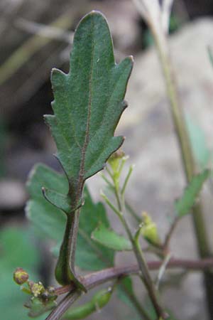 Rorippa palustris \ Gewhnliche Sumpfkresse / Marsh Yellow-Cress, D Schwarzwald/Black-Forest, Feldberg 18.8.2007