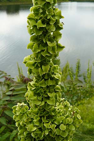 Rumex patientia \ Garten-Ampfer / Garden Dock, Patience Dock, D Mannheim 4.5.2024