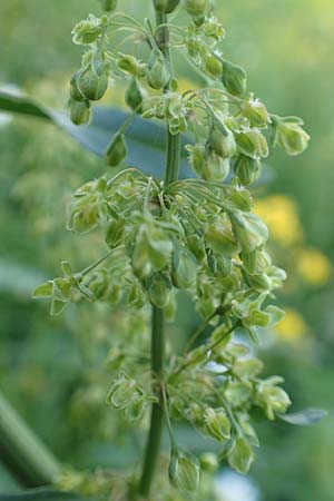 Rumex patientia \ Garten-Ampfer / Garden Dock, Patience Dock, D Mannheim 9.5.2016