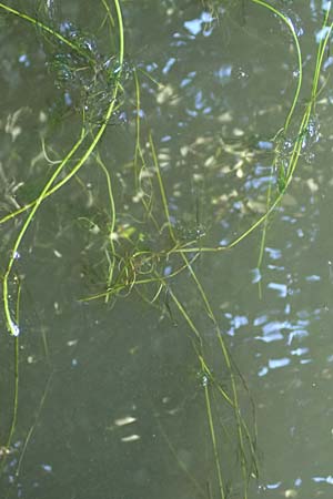 Ranunculus peltatus \ Schild-Wasser-Hahnenfu / Pond Water Crowfoot, D Offenburg 22.7.2017