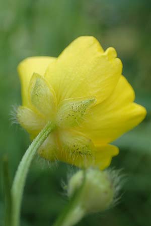 Ranunculus polyanthemoides \ Polyanthemushnlicher Hahnenfu, Verschiedenschnabeliger Hahnenfu / Buttercup, D Biebesheim 12.5.2018